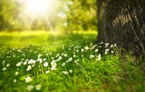 A close-up of a large tree trunk in a sunlit, grassy meadow. The foreground is dotted with small white flowers, and the background shows a softly blurred mix of green foliage and bright sunlight filtering through the trees, creating a peaceful, natural scene that quietly embodies information governance in nature's order.
