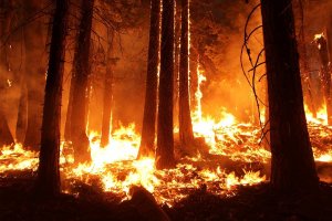 A forest is engulfed in flames with intense, bright orange and yellow fire consuming trees and vegetation. Thick smoke rises into the darkened sky, influenced by unpredictable weather patterns, and the glow from the fire illuminates the surrounding area. The scene is one of intense destruction and heat.