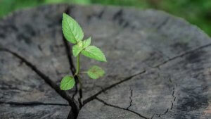 A small green plant with several leaves sprouts from the cracked center of a weathered tree stump, symbolizing resilience and new growth in nature—a true leader emerging against all odds.
