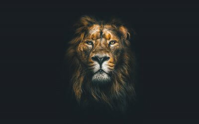 Unleash the Lion Within – The King of Concrete Jungle