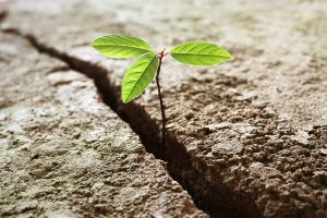 A small green plant with two leaves emerging from a crack in a dry, rough surface, symbolizing hope, resilience, and growth in harsh conditions.