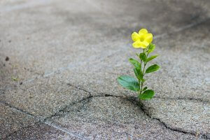 A single yellow flower grows defiantly through a crack in a gray, weathered concrete surface. The vibrant flower and its green leaves stand out starkly against the rough, dull background, symbolizing resilience and hope.
