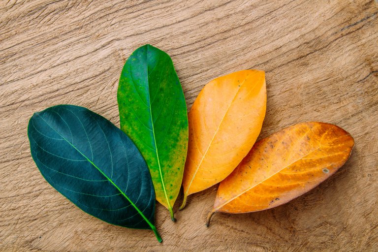 Four jackfruit leaves representing different stages of growth and seasonal change in autumn are arranged on a wooden surface. The leaves, ranging from dark green to light green, yellow, and orange-brown, beautifully illustrate the gradual transition and change in nature.