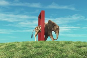 A surreal scene defies assumptions, showing half an elephant and half a giraffe merging through a red frame on a grassy hill. The sky is bright blue with a few wispy clouds. The front half of the elephant is visible, while the back half morphs into a giraffe.