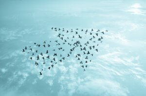 A large flock of birds flying in a V-formation across a blue sky with scattered white clouds. The birds, silhouetted against the bright sky, add character to the serene and expansive view, creating a striking contrast that captures their natural flight pattern perfectly.