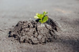 A small green plant sprouts from the soil amidst rough, dark earth. The fresh leaves stand out against the barren, cracked ground, symbolizing growth and resilience—a true leader in nature's cycle of renewal.
