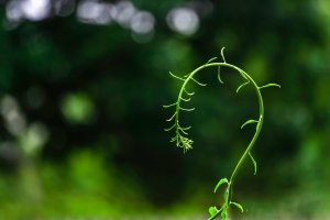 A close-up image of a green plant tendril curving into a question mark shape against a blurred, dark green background. Small leaves and tendrils sprout from the main stem, giving it a delicate, whimsical appearance that echoes the essence of life itself.