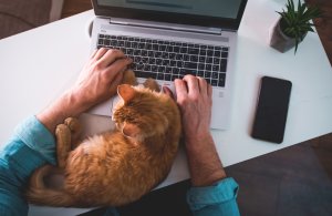 A man is typing in a laptop with a Ginger cat infront of him