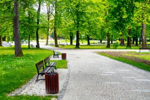 An empty green city park during an early morning