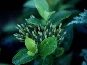 Close-up of green leaves and flower buds covered with water droplets, set against a dark, blurred background, evokes the serene beauty found in the gardens of the City of Albany.
