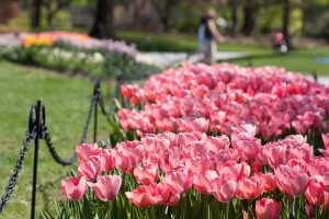 Spring tulips in bloom at the Washington Park