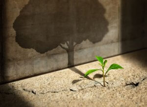 A small green plant rises through a cracked concrete surface, casting a shadow that resembles a large tree on the wall behind it, symbolizing growth, truth, and potential.