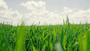 Close-up of a lush green grass field under a partly cloudy sky. The bright sunlight casts soft shadows, revealing the serene truth of nature's vibrancy. Grass blades appear sharp and vivid in the foreground, gradually fading into the distance.