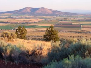 A scenic view of farmland and fields with patches of green and gold, framed by shrubs and trees in the foreground, and a rounded mountain in the background under a clear sky.