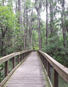 A wooden boardwalk with railings leads through a lush, green forest with tall trees draped in hanging moss. Dense foliage lines both sides of the walkway, creating a serene, natural atmosphere.