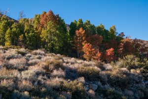 A hillside covered with dry grass and shrubs is in the foreground. Behind it, leafy trees display green and orange autumn foliage under Orlando’s clear blue sky.